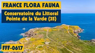 27/08/2022 - France Flora Fauna - FFF-0617 (Dept 35) - Pointe de la Varde