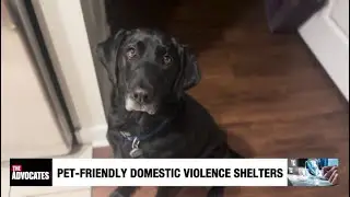 Nowhere to Go: Pet-Friendly Shelters For Domestic Violence Victims