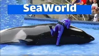 Show Espetacular de Baleias Orcas no Parque SeaWorld | Orlando - Flórida