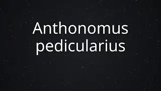 Anthonomus pedicularius