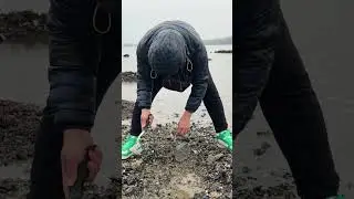 clamming 