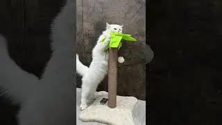 Best cat tree🫶🏻❤️ #cats #adoreble #catshorts #cute #catsonlychannel #funny #cattree #relatable