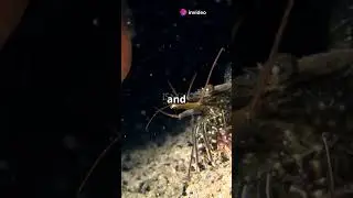 story about shrimp in the ocean 30 seconds video #shrimp #oceanwonders #oceanlife #ocean #shortvideo