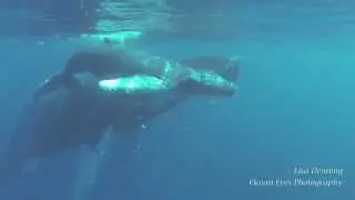 Mother and Baby Humpback Whale  Hanging Out