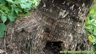 chia sẻ cách thu phục tổ ong rừng và kỷ thuật nuôi