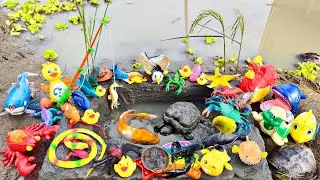 Fishing for Ornamental Fish in Ponds, Betta Fish, Real Lobster, Turtles, Iguanas, Ducks, Pop It