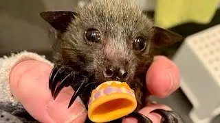 New baby flying-fox in care:  this is Jill