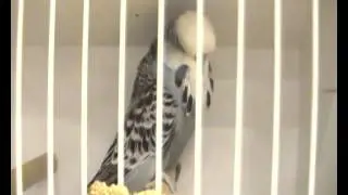 2012 BUDGERIGAR SOCIETY CLUB SHOW 2012