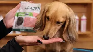 Taking care of your dog's coat - tips from a professional groomer