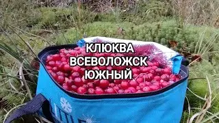 Первый поход за клюквой
