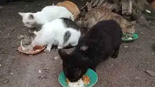Alhamdulillah masih bisa memberikan makan kucing liar di suasana lebaran