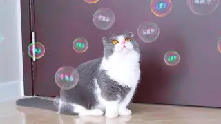 Cats React To Catnip Bubbles!