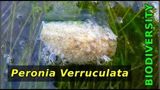 Perronia verruculata, Warty Slug