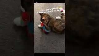 🐱 첫 장난감의 작은 설렘 / 🐱 A Tiny Joy of the First Toy