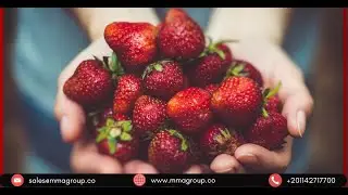 Exploring the Egyptian Frozen Strawberry Market 🍓🌍