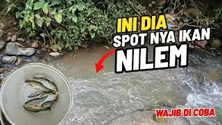 Berburu ikan nilem | spot slinga hasil nya luar biasa
