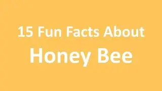 15 Fun Facts about Honey Bees
