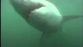 Shark Cage Diving / Diving Shark Alley