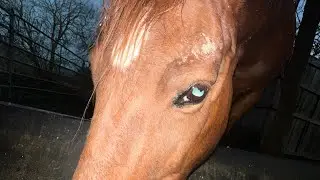 Tears of Demeter X Woodreaux&rsquo;s Still X @Redeyefiddler 