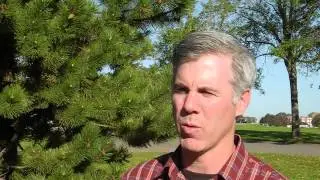 Mustard and Wireworm