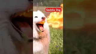 Godzilla Dog #doggo #godzilla
