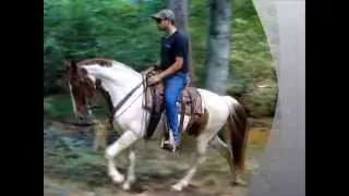 Drifter Waterproof Traffic Safe Family Friendly Tennessee Walking Trail Horse For Sale NO MUSIC