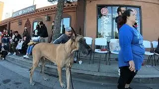 Cash 2.0 Great Dane at the Chatsworth holiday parade (2 of 6)