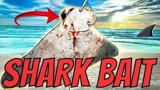 DO SHARKS EAT STINGRAY?! Beach Fishing for BIG SHARKS!