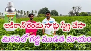 మిరపలో అకిరాన్ తో గజ్జి ముడత మాయం #chilli #farmer #farming farming method #Akiran 