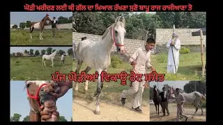 Five mare’s for sale.ਬਾਪੂ ਰਾਜ ਰਾਜੀਆਣਾ ਨੇ ਕੀਤੀ ਨੀਲੀ ਘੋੜੀ ਪਸੰਦ ਤੇ ਸਵਾਰੀ ਵੀ ਕਰਵਾਈ ਘੋੜੀਆ ਵਿਕਾਓ ਜਾਇਜ ਰੇਟ 