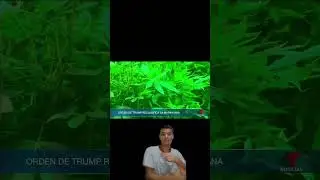 Dice Trump Liber 420 weed marihuana