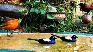 Loudly sound calling everyone to enjoy pool, Magpies the masters, Coucal comes first, then others.