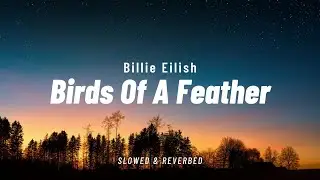 🎵 Birds of a Feather - Billie Eilish (Slowed + Reverb) | With Lyrics