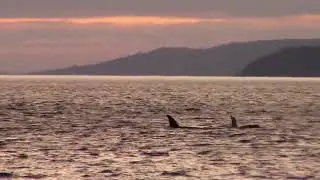 Land Based Whale Watching | Orca Camp Vancouver Island