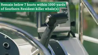 New 2025 boating regulations to protect Southern Resident killer whales in Puget Sound