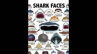 bonnethead shark#shorts