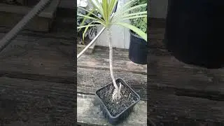 HA074 Hawaiian Ti Plant with Green Colored Leaves in the Dougherty Garden #hawaiianti #tropical
