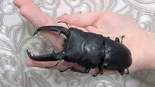 Dorcus titanus palawanicus (male, 99 mm)