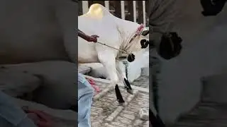 #cow #animalsong #cowsong #bull #athra DAND full angry  cow