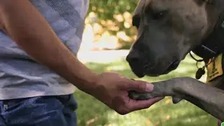 Service Dog Awareness Month: serving our nation's military heroes