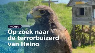 Waarom vallen buizerds soms mensen aan? | RTV Oost