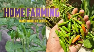 HOME FARMING | THE INNER PEACE #homefarming #gardeningideas
