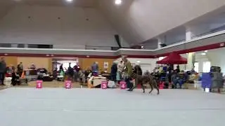 Irish Wolfhound Olga vom Alpetal 17.02.18 in Erfurt