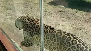 Kevadiya Gujarat Jungle Safari Video Clip #jungle #jaguars