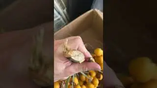 Palm fibers are interesting. Wonder how similar to hemp they are?