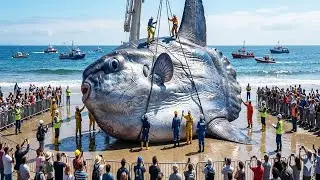 Monster Sunfish Battle &ndash; Fishermen vs Giant Mola Mola!