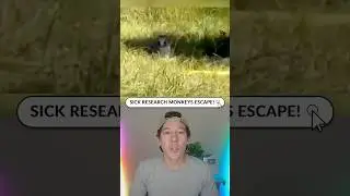Больные обезьяны-исследователи сбежали!