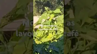 mostrando as lavouras de caf&eacute; #vidanaro&ccedil;a