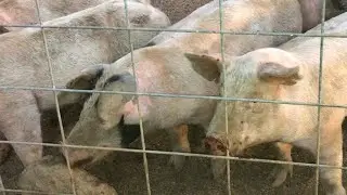 Three Month Update on the Pigs!