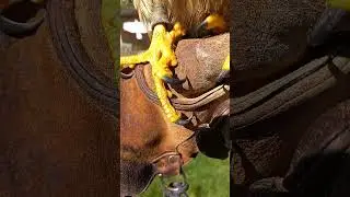 PEREGRINE FALCON TALONS